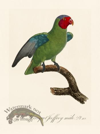 Barraband Parrot 112